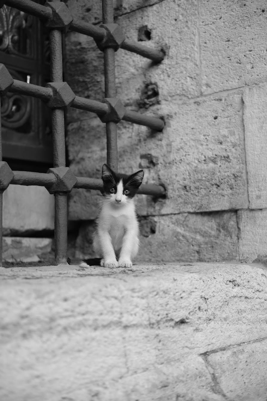 cats of istanbul