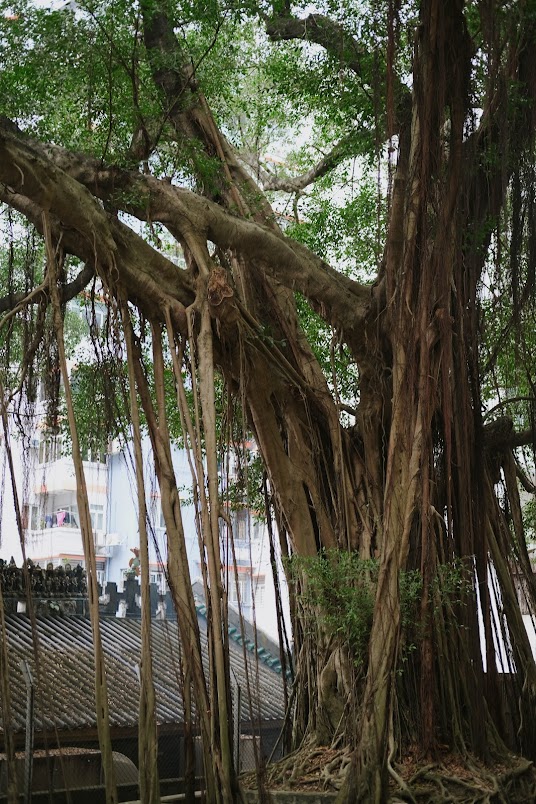 Dragon Road Banyan Tree