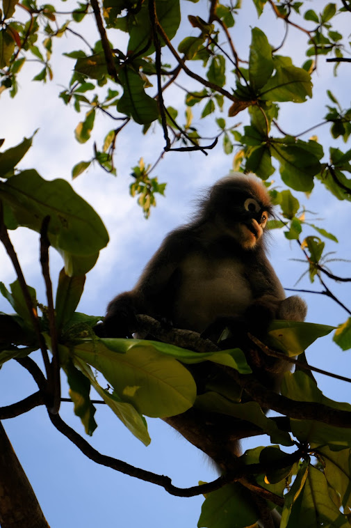 leaf monkey in thailand travel and nature photography