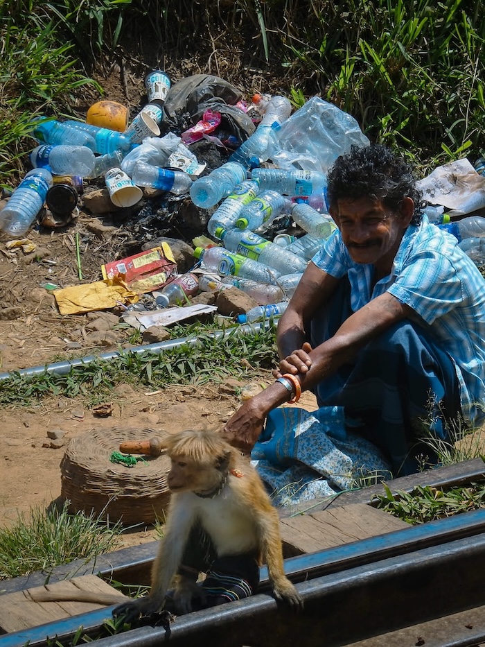 monkey with a crazy haircut in sri lanka