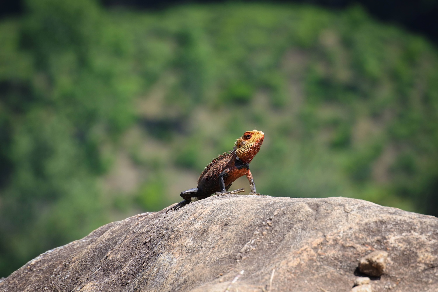 a vibrant chameleon getting suntan on a rock