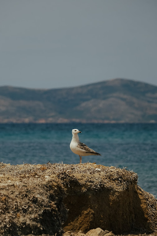 a seagull waiting patiently for signs of fish