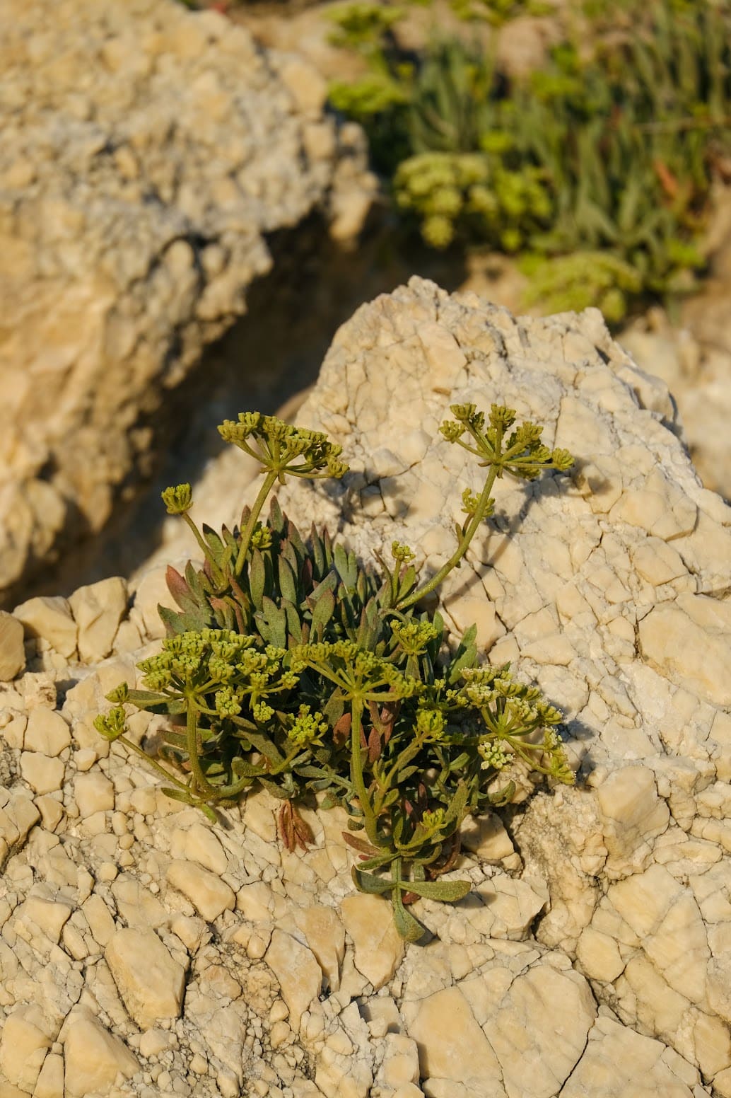 fresh kritamo flower growing on a rock